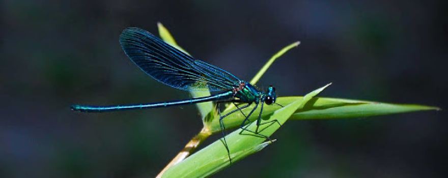 Camping Blue Damselfly