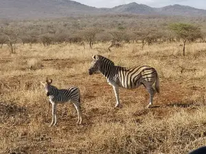 Thanda Safari - Private Game Reserve