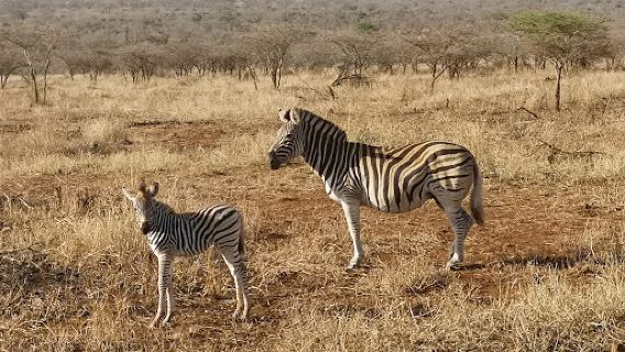 Thanda Safari