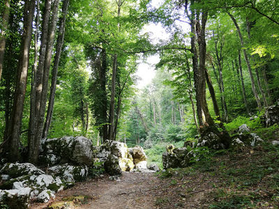 Mitrej