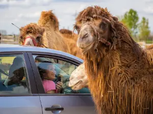 SafariPark - Pusztaottlaka