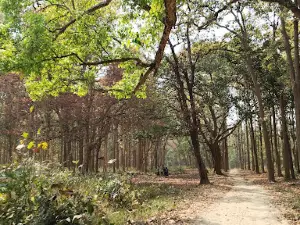 BOKADA MATA MANDIR