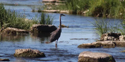 High Falls Conservation Area