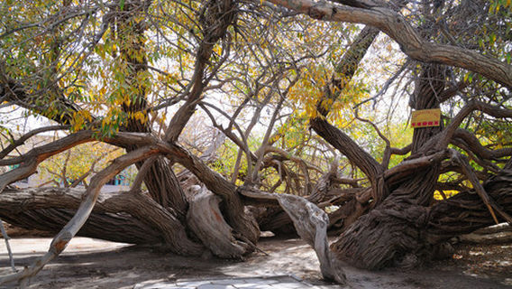 Millennium Willow King