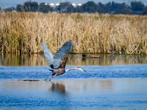 Marievale Bird Sanctuary