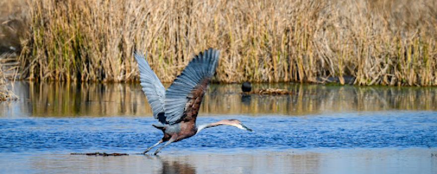 Marievale Bird Sanctuary