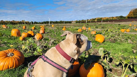 Crane Orchards U-Pick and Corn Maze