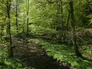 Korsbarsdalen