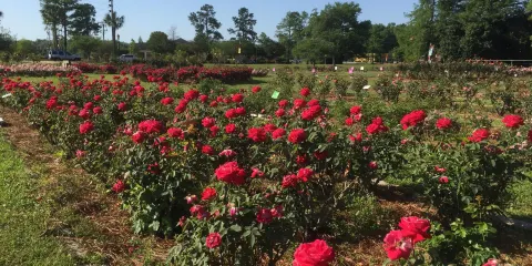 Edisto Memorial Gardens