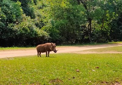 Mantenga Nature Reserve