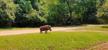 Mantenga Nature Reserve