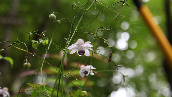 Karuizawamachi Botanical Garden