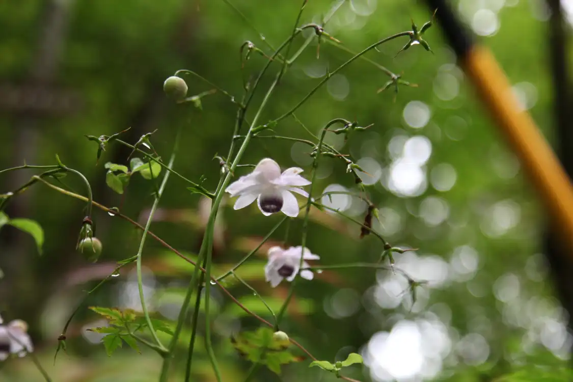 Các khách sạn gần Karuizawamachi Botanical Garden
