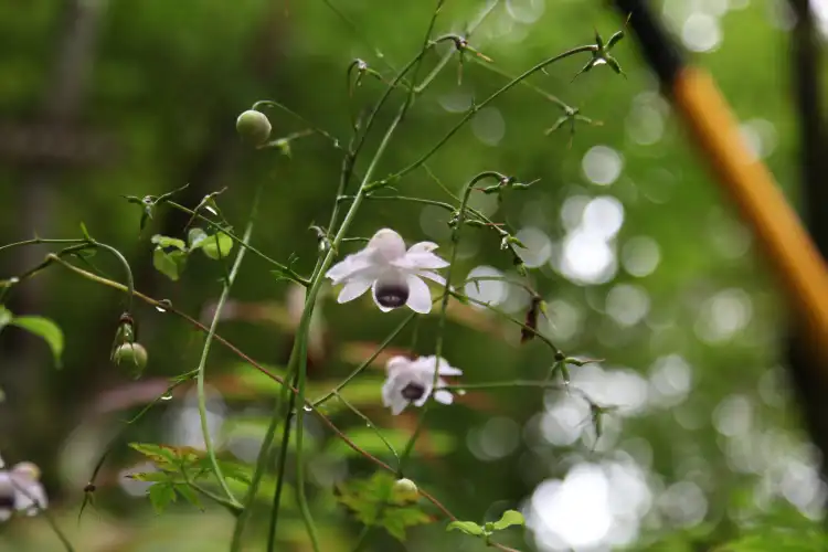 โรงแรมใกล้Karuizawamachi Botanical Garden