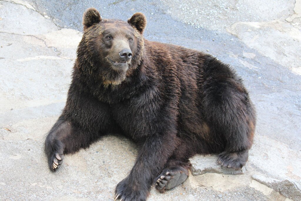 北海道 のぼりべつクマ牧場 入場チケット（ケーブルカー含む）予約（即日発券）