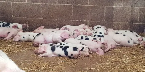 Roves Farm