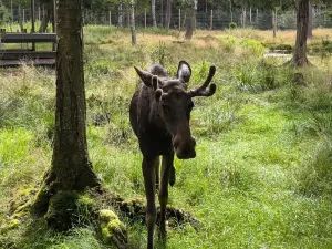 Smålandet Moose Safari