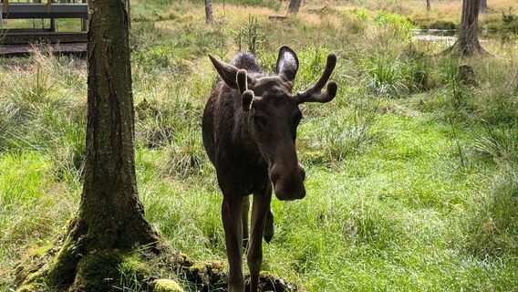 Smålandet Moose Safari