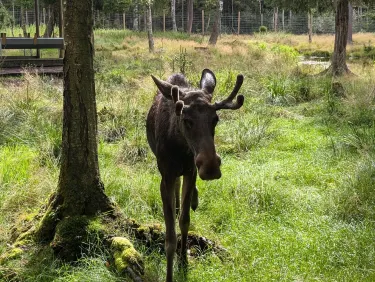 Markaryd