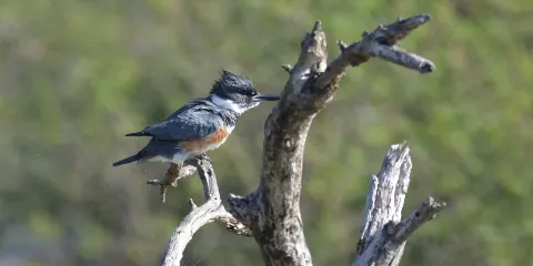 Resaca de la Palma State Park