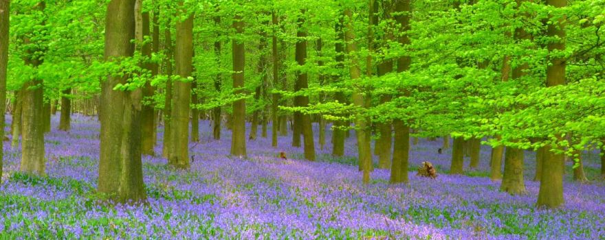 King's Wood