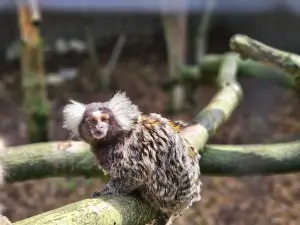 Skaerup Zoo