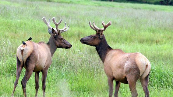 Dean Creek Elk Viewing Area