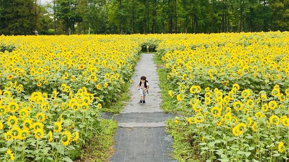 Hokuryu Sunflower Village