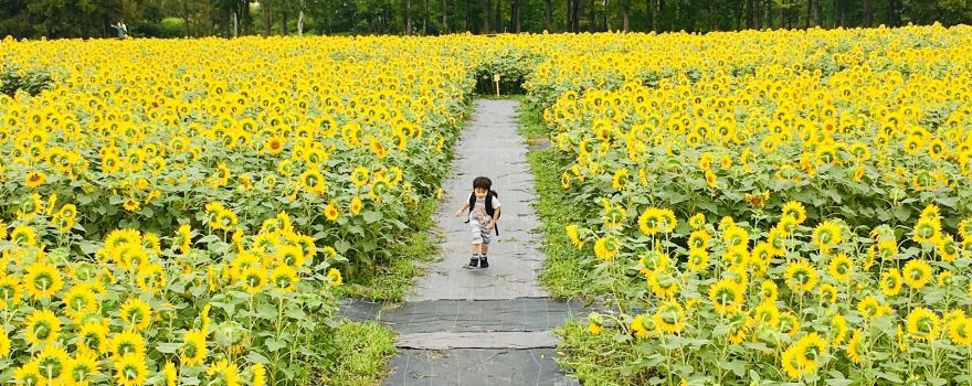 Hokuryu Sunflower Village