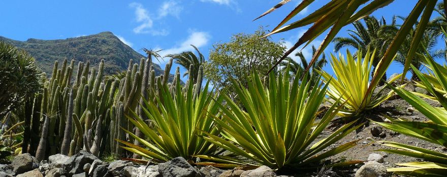 Cactualdea Park