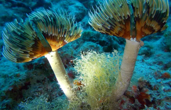 肯波拉聖吉奧瓦尼