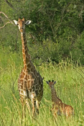 Mbuluzi Game Reserve and Lodges