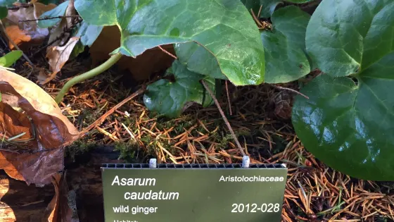 Kruckeberg Botanic Garden