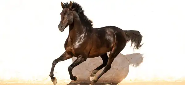 Djerba