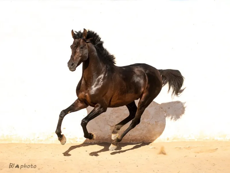 Djerba