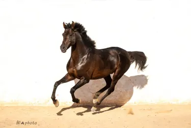 Djerba