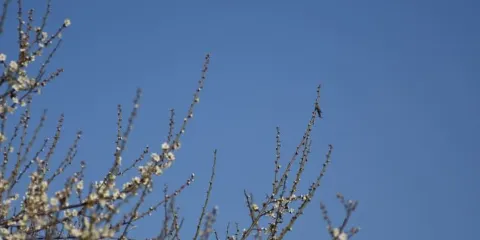 榛名梅林