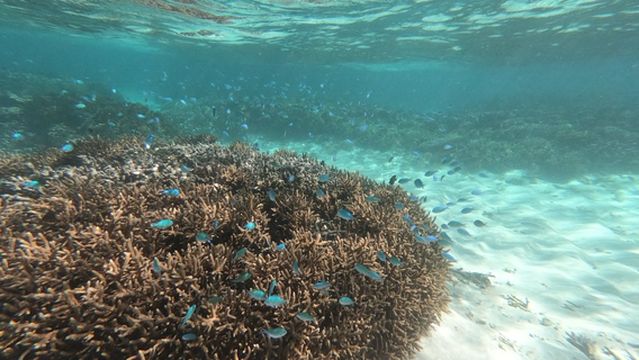 PURPLE TURTLE DIVE FIJI (Formerly Deep Blue Diving)
