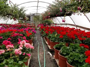 The Flower Farm