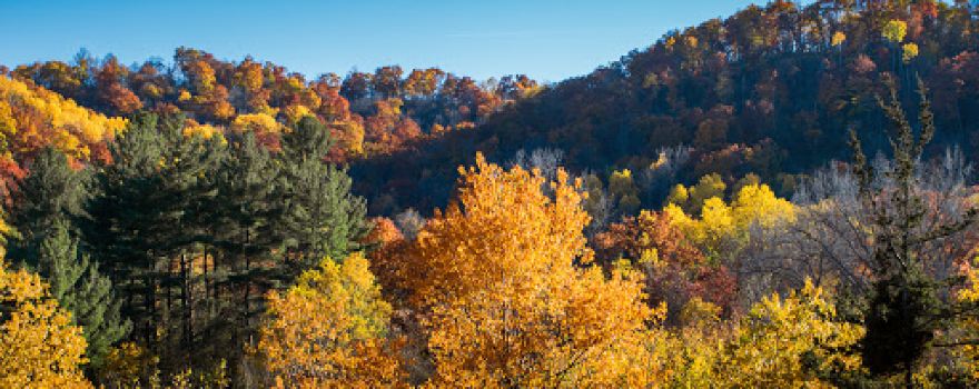 Whitewater Wildlife Management