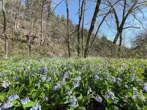 Clifty Creek Natural Area