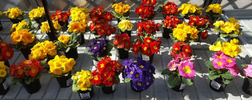 Meadow Farm Plants Direct