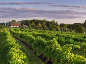 Fountain Hill Winery & Vineyard