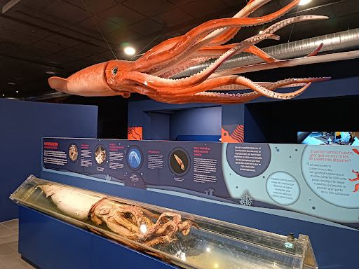 Museo del Calamar Gigante