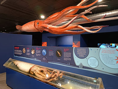 Museo del Calamar Gigante