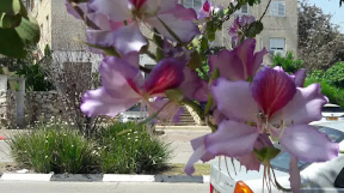 Kiryat Ata Sport Park