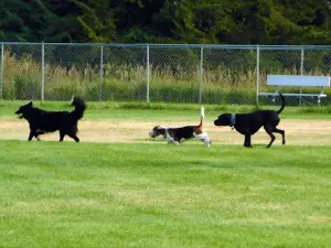 Wiggly Field Dog Park