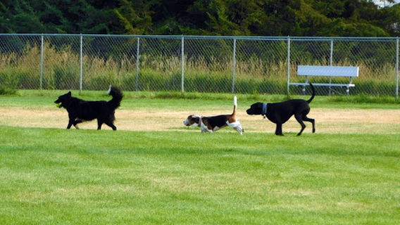 Wiggly Field Dog Park