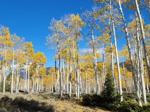 Pando Aspen Tree