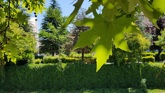 Yeşil Çubuk Parkı